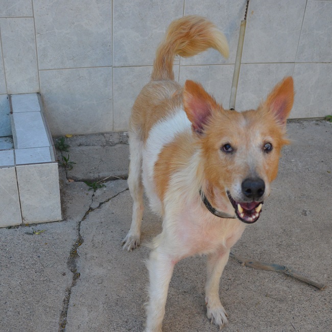 Sos recherche panier retraite pour ROXANE - x husky/colley 12 ans (sourde et quasiment aveugle) Spa de Beziers (34) Roxanne